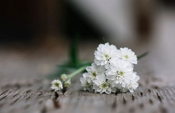 武漢殯葬服務(wù)中鮮花使用有哪些講究